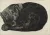 Panthère couchée. 1909. Mine graphite sur papier

signé en bas à gauche. 38 x 53 cm

Acquisition: Achat de l'Etat, 1922. Attribution au Musée national d'art moderne / Centre de création industrielle

Numéro d'inventaire LUX.0.393 D